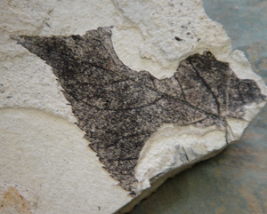 木の葉化石２.JPG