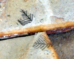 木の葉化石３.JPG